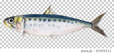 マイワシの手描き水彩画 マイワシの手描き水彩画 81950311