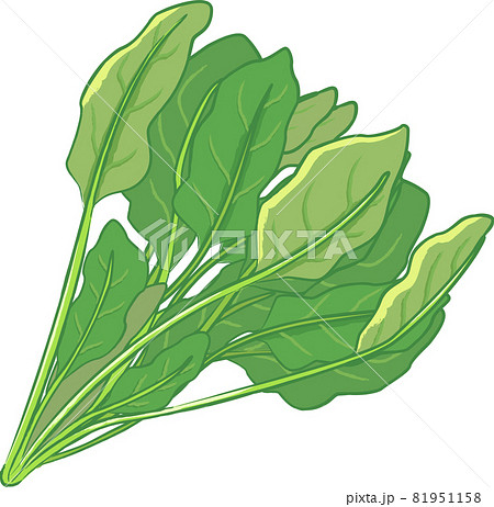 新鮮な野菜の手描き風イラストのイラスト素材