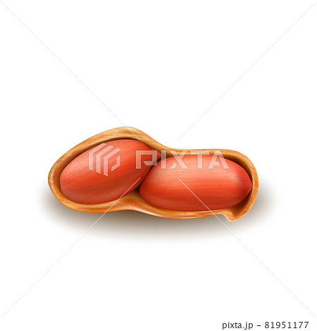 Peanuts Nut In Crashed Shell Natural Snack Vectorのイラスト素材