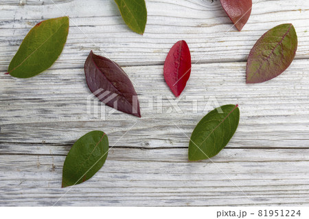 multicolored autumn leaves on rustic wooden background , thanksgiving background, copy space multicolored autumn leaves on rustic wooden background , thanksgiving background, copy space 81951224