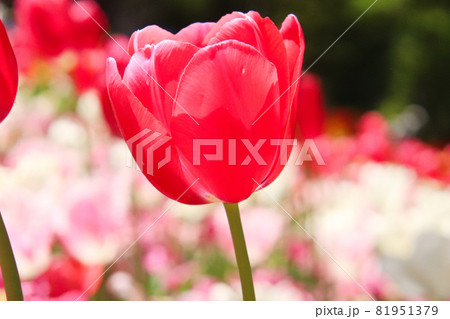チューリップ 春 美しい 綺麗 可憐 かわいい 花びら 群生 赤い 鮮やかの写真素材 チューリップ 春 美しい 綺麗 可憐 かわいい 花びら 群生 赤い 鮮やかの写真素材