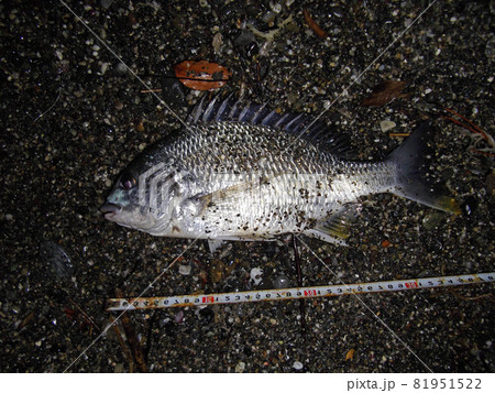 釣れたて砂付きのキビレ 81951522