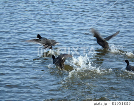エサを奪われまいと逃げるオオバンと追う仲間たち 81951839