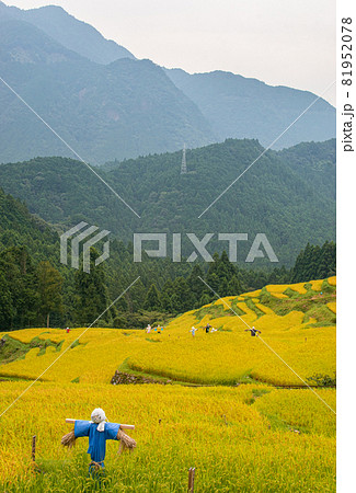 秋の丸山千枚田の光景 三重県熊野市紀和町 秋の丸山千枚田の光景 三重県熊野市紀和町 81952078