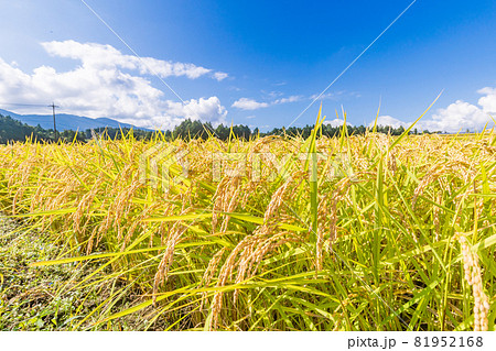 収穫の時期を迎えた、田んぼの稲 81952168