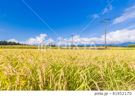 収穫の時期を迎えた、田んぼの稲 収穫の時期を迎えた、田んぼの稲 81952170