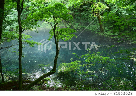 【青森・白神山地】十二湖　沸壺池 81953628