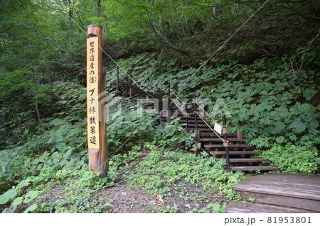 【青森・白神山地】ブナ林散歩道 81953801