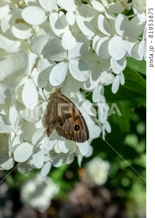 Butterfly sits on Beautiful white hydrangea close-up. vertical photo 81953875