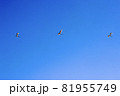 岩手県陸前高田市　鳥たち 81955749