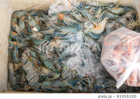 Fresh seafood part animal from the sea Fresh seafood part animal from the sea 81956100