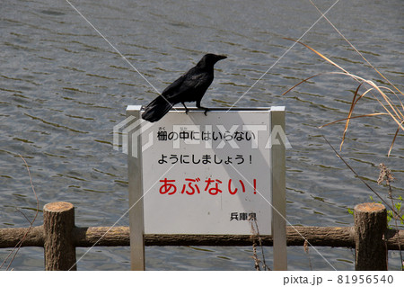 三田市けやき台 平谷川沿い散策路に面する平谷池の前に立つ注意喚起看板　と　カラス 81956540
