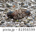 アブラゼミの交尾 81956599