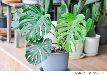 Monstera, Herricane plant or Swiss cheese 81957063