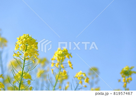 菜の花畑 菜の花畑 81957467