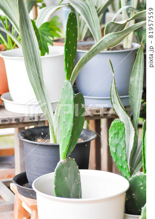 cactus in the flower pot, Opuntia cactus in the flower pot, Opuntia 81957559