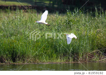 Cattle Egret Bird Pair Flying Over River (Bubulcus ibis) 81959192