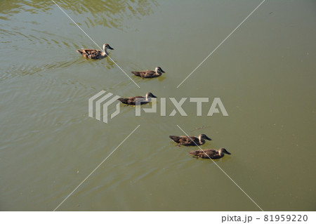 板橋区　戸田橋バードサンクチュアリ　鴨 81959220