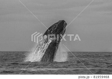 Whale Patagonia Argentina Whale Patagonia Argentina 81959468