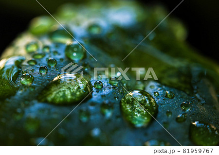 しずく 落下 滴 81959767