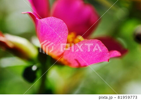 ピンクのポーチュラカの花びらの輪郭がきれいの写真素材
