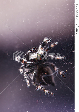 バグ 昆虫 苦悩 81959774