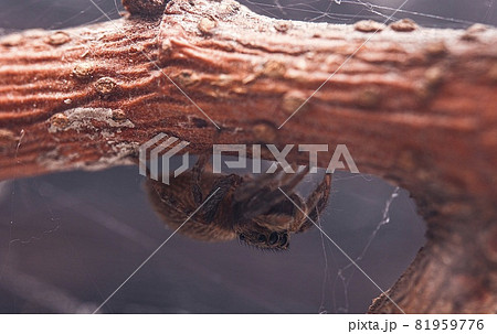 バグ 昆虫 苦悩 81959776