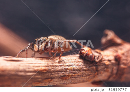 バグ 昆虫 苦悩 81959777
