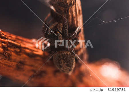 バグ 昆虫 苦悩 81959781