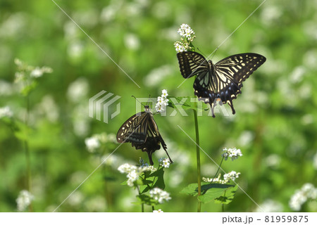 ソバの花とアゲハチョウ ソバの花とアゲハチョウ 81959875