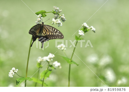ソバの花とアゲハチョウ ソバの花とアゲハチョウ 81959876
