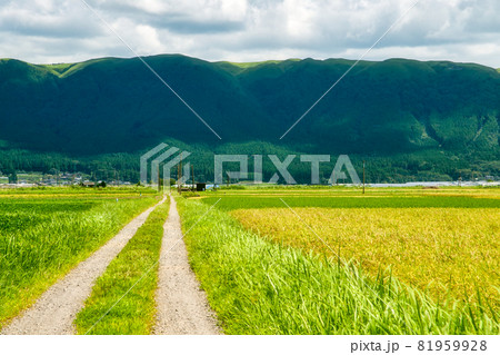 熊本県阿蘇市の田園風景 81959928