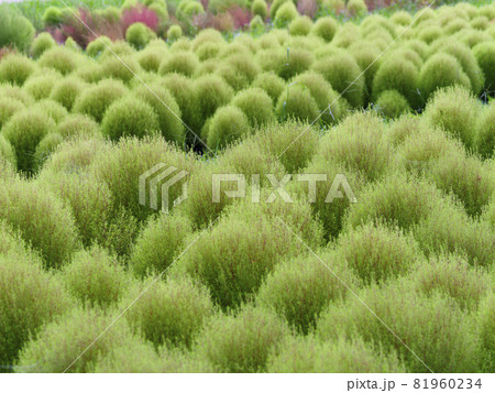 公園に咲くコキア 81960234