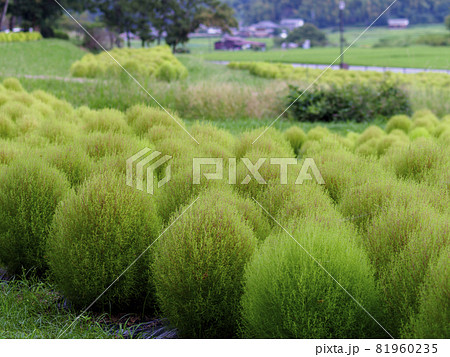 公園に咲くコキア 81960235