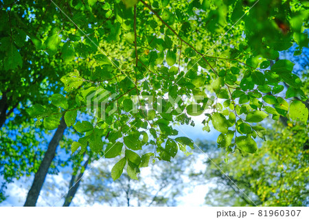 森と青空 森と青空 81960307