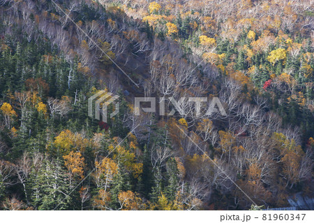 乗鞍の秋風景-12 乗鞍の秋風景-12 81960347