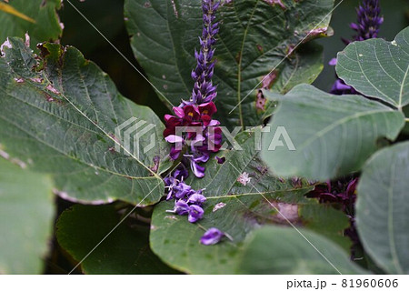 秋の七草・クズの花 秋の七草・クズの花 81960606