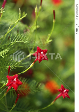 小さく可愛いい赤いルコウソウの花 81960689