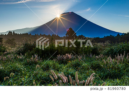 (静岡県)朝霧高原のチカラシバと、富士山腹のダイヤモンド (静岡県)朝霧高原のチカラシバと、富士山腹のダイヤモンド 81960780