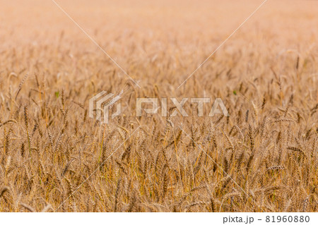 Yellow barley field at daytime under direct sunlight. Fully filled agriculture closeup selective focus background. 81960880