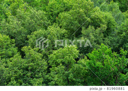 top of summer green linden forest solid foliage pattern background top of summer green linden forest solid foliage pattern background 81960881
