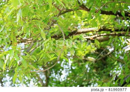 クヌギドングリの実 クヌギドングリの実 81960977