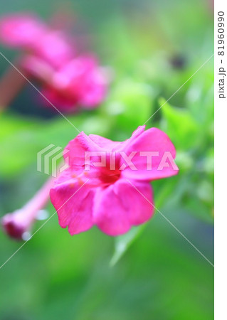 ピンク色の白粉花（オシロイバナ）　　 81960990