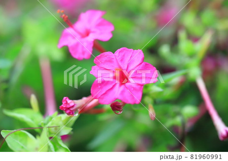 ピンク色の白粉花（オシロイバナ）　　 81960991