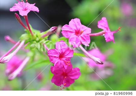 ピンク色の白粉花(オシロイバナ) ピンク色の白粉花(オシロイバナ) 81960996