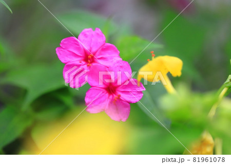 ピンクと黄色の白粉花（オシロイバナ）　　 81961078