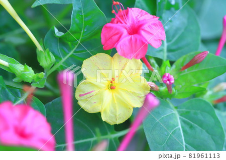 ピンクと黄色の白粉花（オシロイバナ）　　 81961113