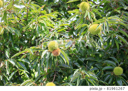 栗の実 イガグリ 栗の実 イガグリ 81961267