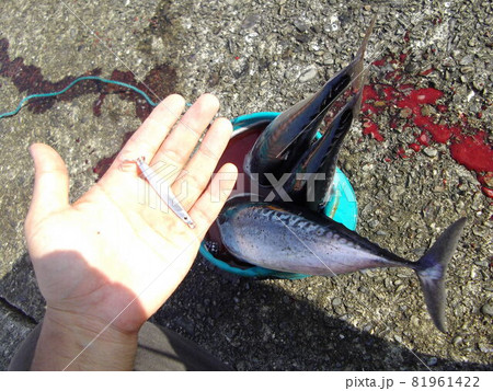 釣れたソウダガツオの血抜き中 釣れたソウダガツオの血抜き中 81961422