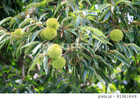 栗の実 イガグリ 栗の実 イガグリ 81961649